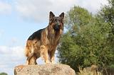 BERGER ALLEMAND 293